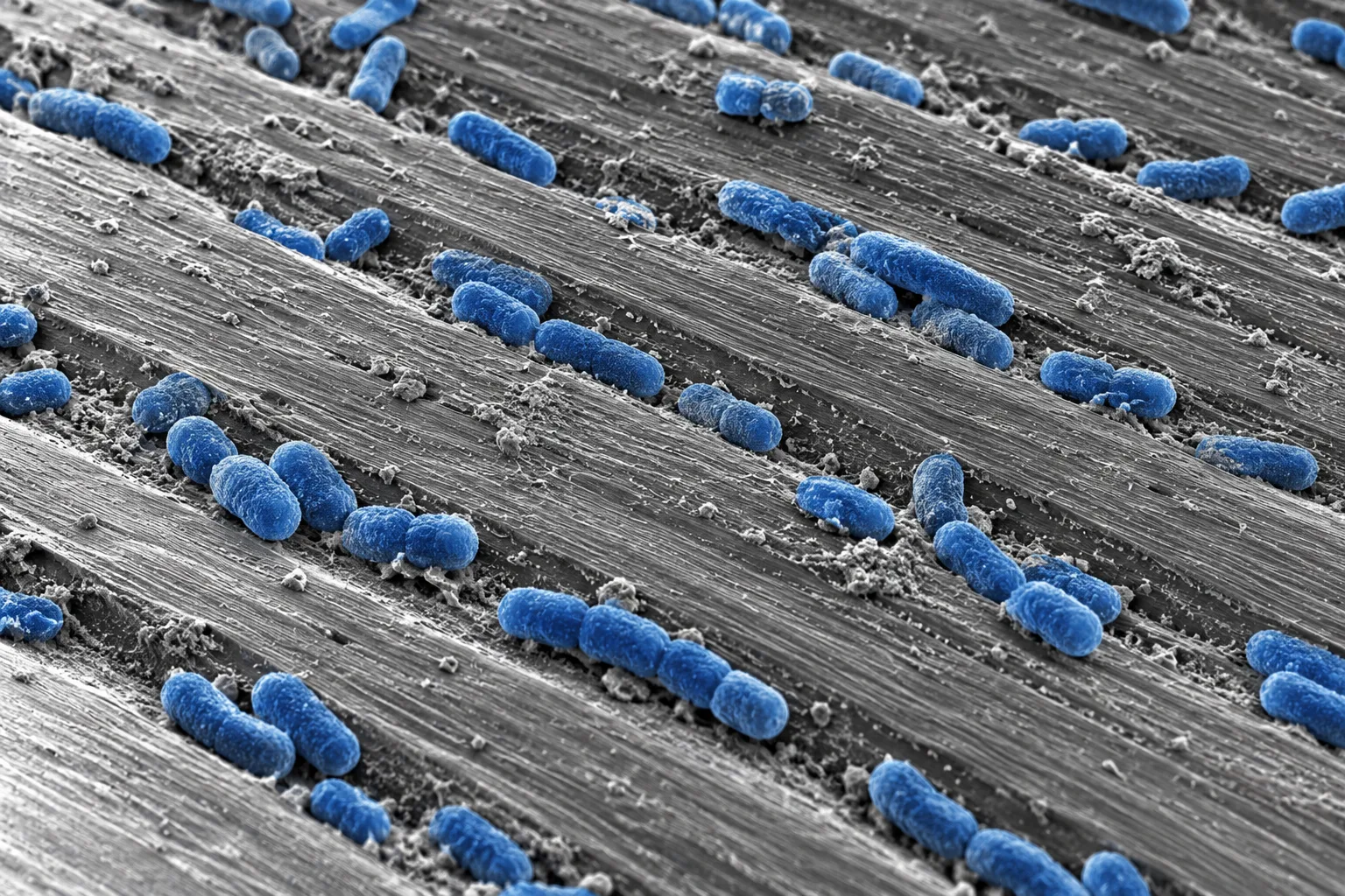 Aynı yüzeyin mikroskop görüntüsü: yüzeyde kalan mavi Bacillus probiyotikleri